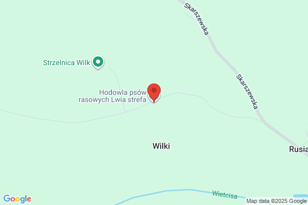 Vipama. Hodowla psów rasowych yorkshire. Chylinska Violetta