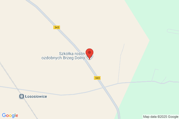 Gospodarstwo szkólkarskie. Krzewy zywoplotowe, iglaki kopane
