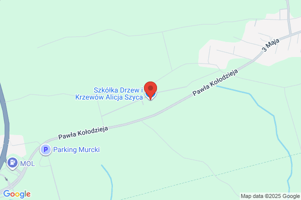 Kulas Kazimierz. Szkólka drzew i krzewów