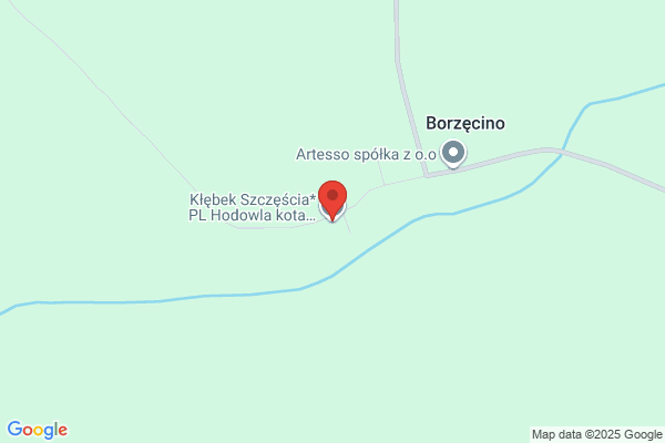 Hodowla kotów Brytyjskich Van den Booss