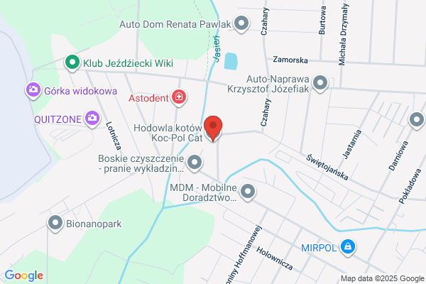 Koc-pol cat Pl. Hodowla kotów rasowych