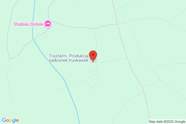 Trusfarm. Produkcja sadzonek truskawek