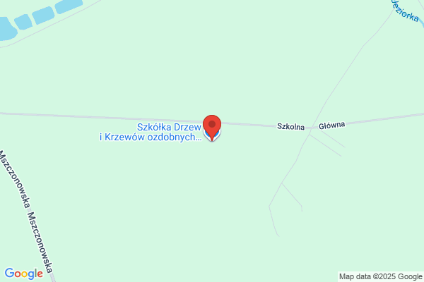 Iglaki. Szkólka drzew i krzewów. Baranowski J.