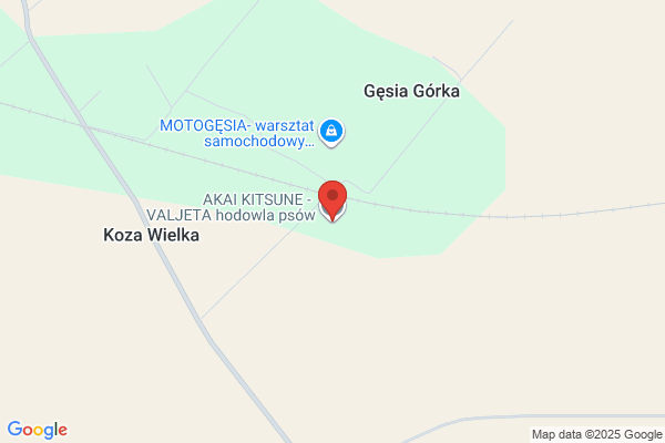 Akita. FHU. Skalska J.